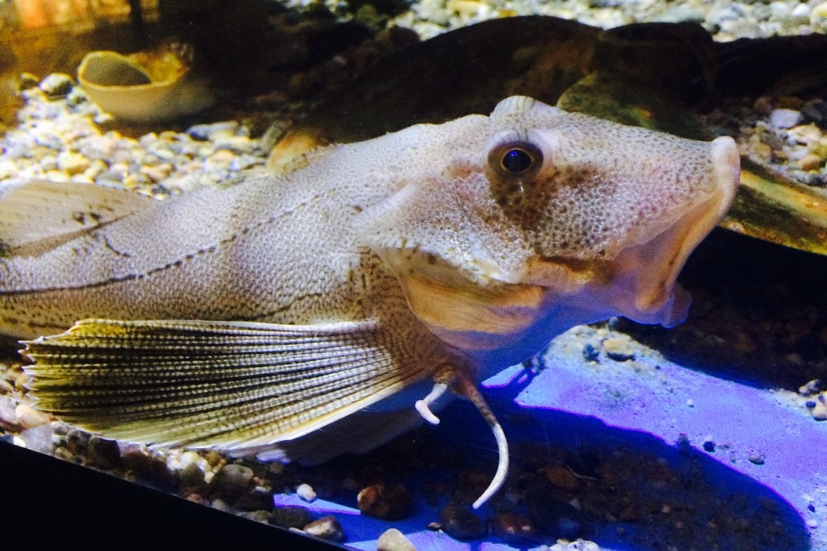 Woods Hole Science Aquarium - Gallery Image 1